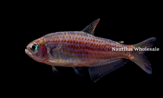 Picture of TETRA: SCRATCHED INPA 